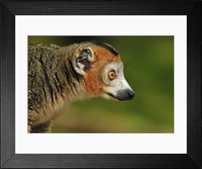 Framed Print : Picture No. 10909454 Framed Print : Picture No. 10909454