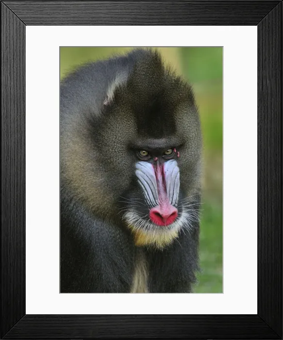 Framed Print : Picture No. 10909447