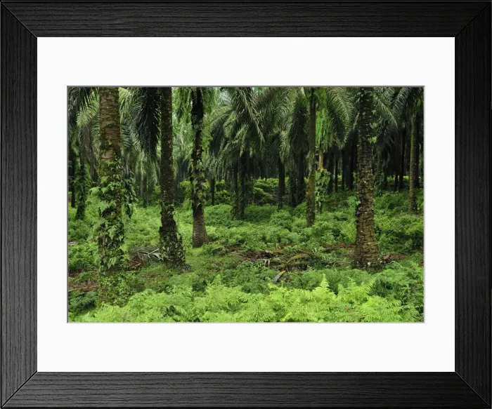 Framed Print : Picture No. 10909328 Framed Print : Picture No. 10909328