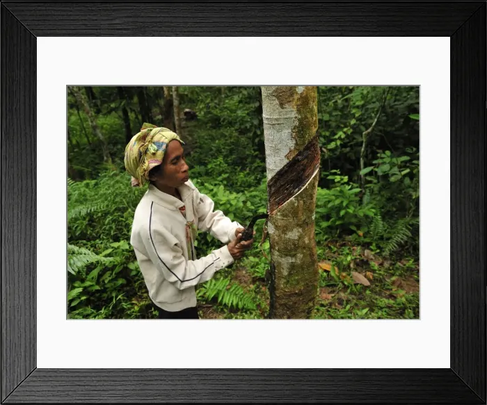 Framed Print : Picture No. 10909335 Framed Print : Picture No. 10909335