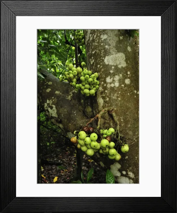 Framed Print : Picture No. 10909324 Framed Print : Picture No. 10909324