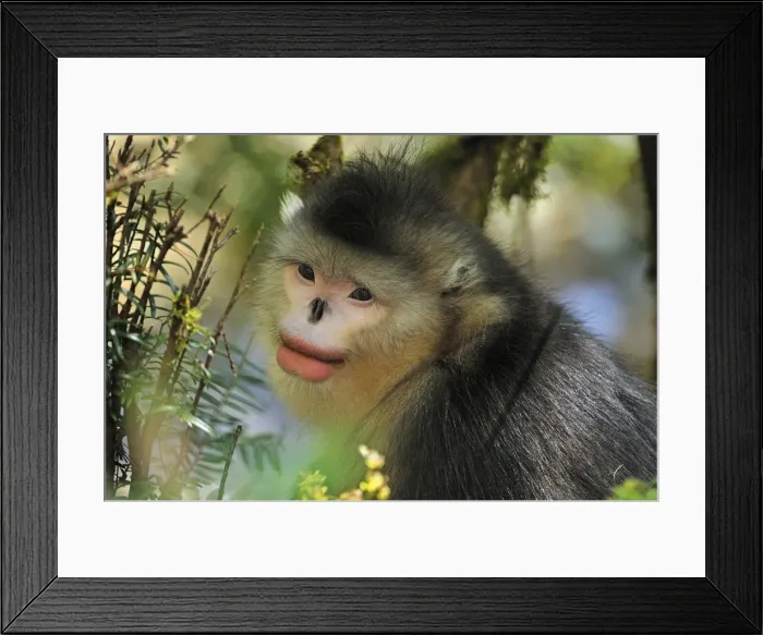 Framed Print : Picture No. 10909551 Framed Print : Picture No. 10909551