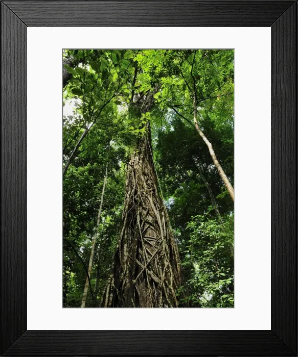Framed Print : Picture No. 10909326 Framed Print : Picture No. 10909326