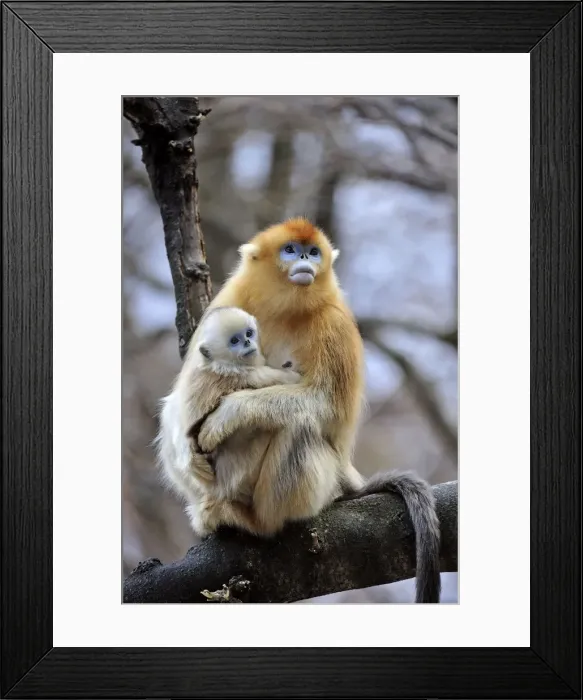 Framed Print : Picture No. 10909589 Framed Print : Picture No. 10909589
