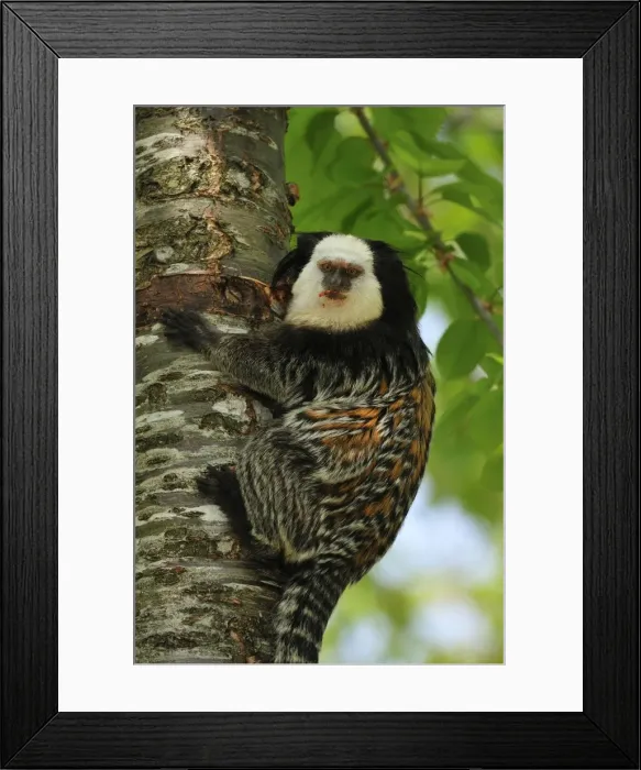 Framed Print : Picture No. 10909452 Framed Print : Picture No. 10909452