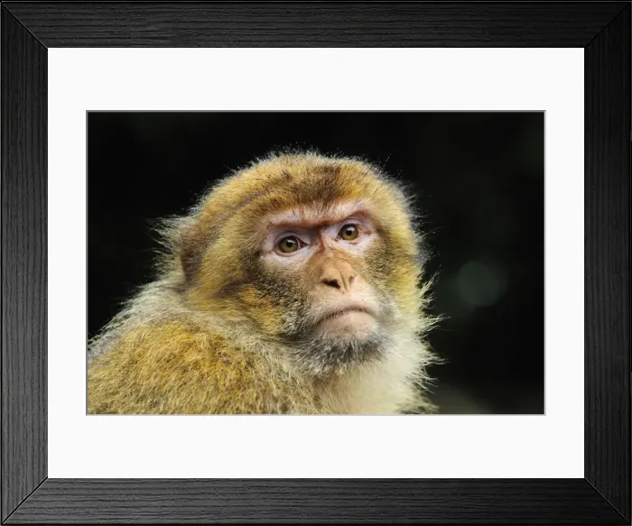 Framed Print : Picture No. 10909466 Framed Print : Picture No. 10909466