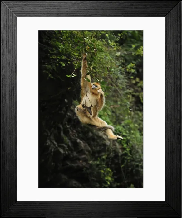 Framed Print : Picture No. 10909540 Framed Print : Picture No. 10909540