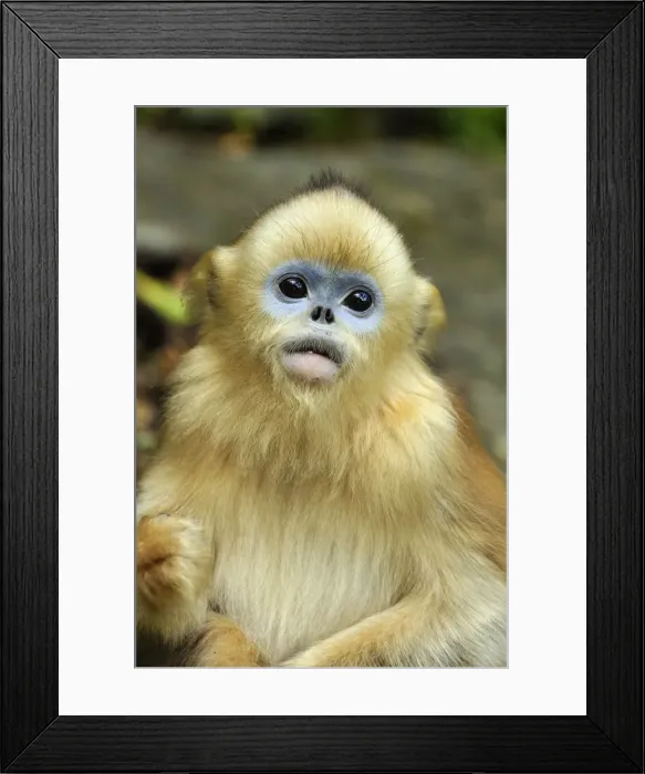 Framed Print : Picture No. 10909533 Framed Print : Picture No. 10909533