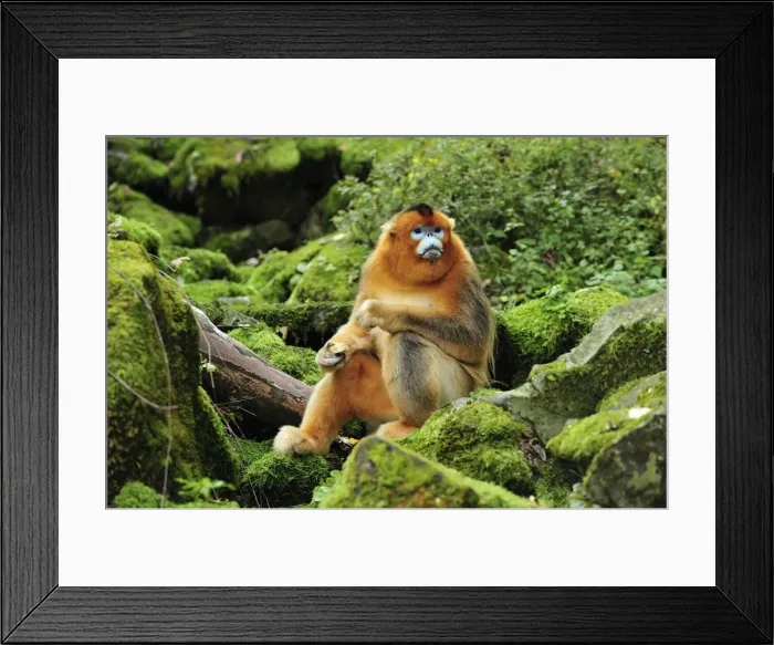 Framed Print : Picture No. 10909535 Framed Print : Picture No. 10909535