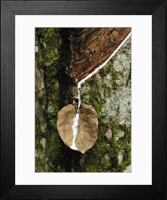 Framed Print : Picture No. 10909333 Framed Print : Picture No. 10909333