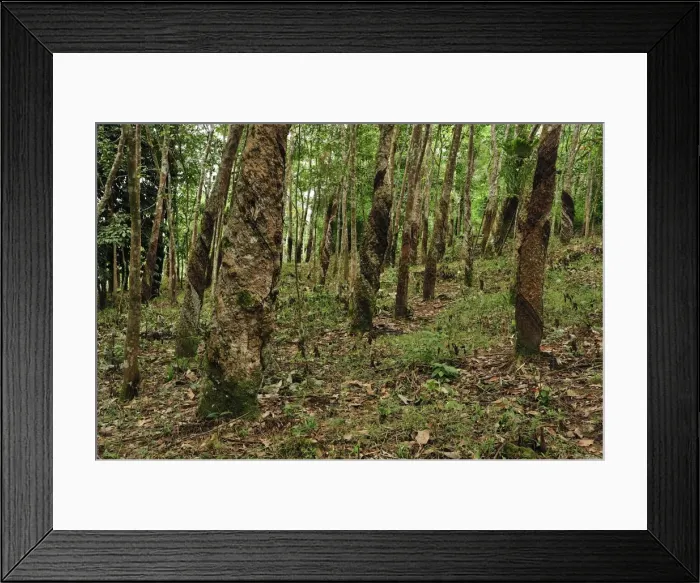 Framed Print : Picture No. 10909334 Framed Print : Picture No. 10909334