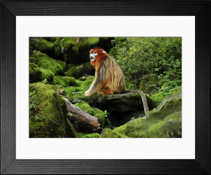 Framed Print : Picture No. 10909532 Framed Print : Picture No. 10909532