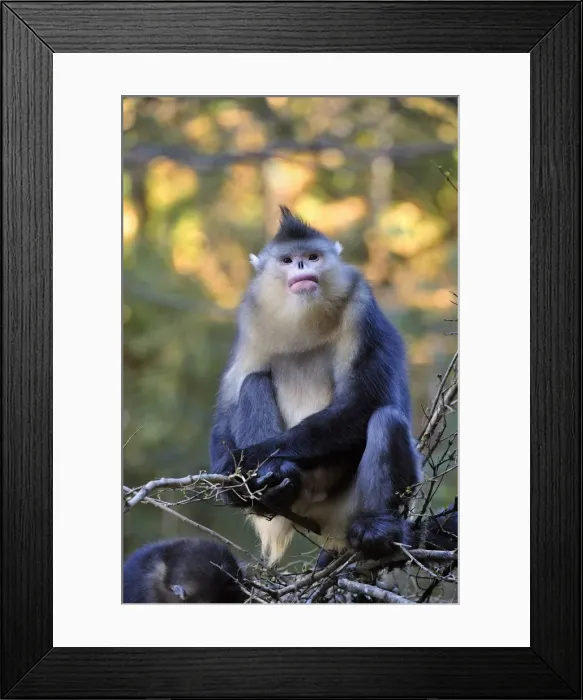 Framed Print : Picture No. 10909558 Framed Print : Picture No. 10909558