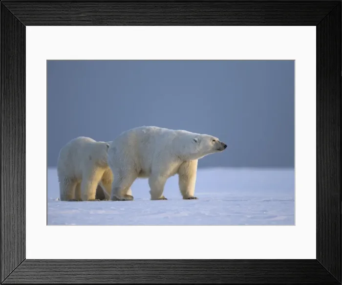 Framed Print : Picture No. 10901621 Framed Print : Picture No. 10901621