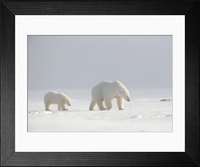 Framed Print : Picture No. 10901634 Framed Print : Picture No. 10901634