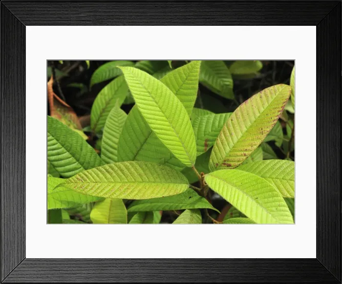 Framed Print : Picture No. 10909315 Framed Print : Picture No. 10909315