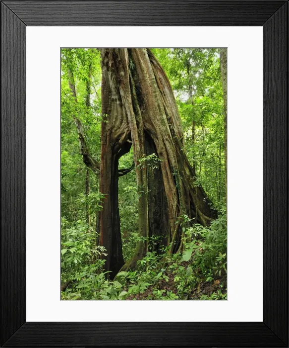 Framed Print : Picture No. 10909342 Framed Print : Picture No. 10909342
