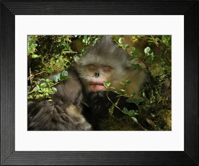 Framed Print : Picture No. 10909553 Framed Print : Picture No. 10909553