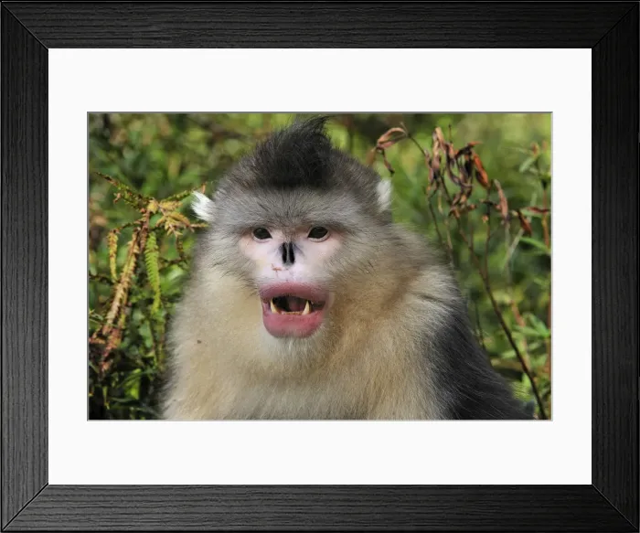 Framed Print : Picture No. 10909543