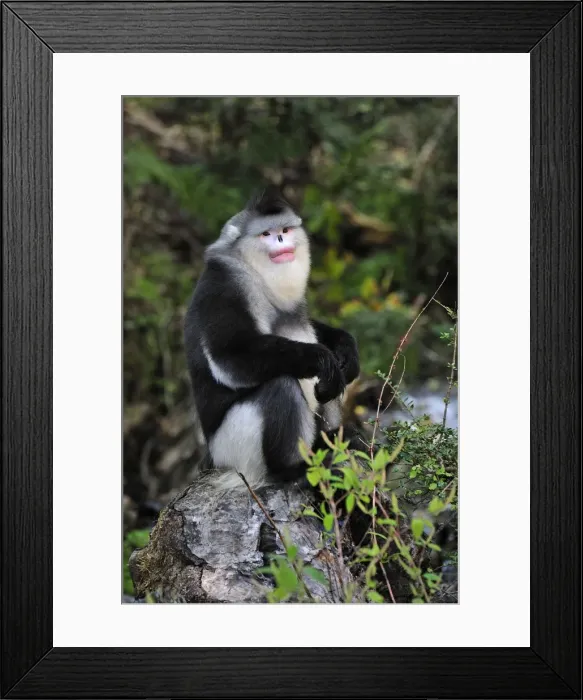 Framed Print : Picture No. 10909557 Framed Print : Picture No. 10909557