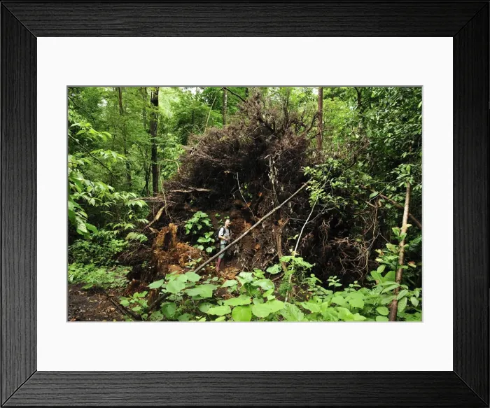 Framed Print : Picture No. 10909325