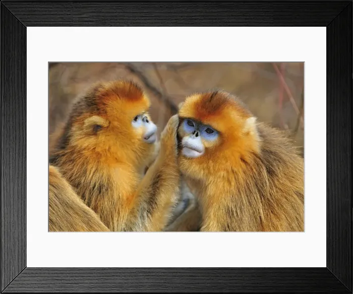 Framed Print : Picture No. 10909597
