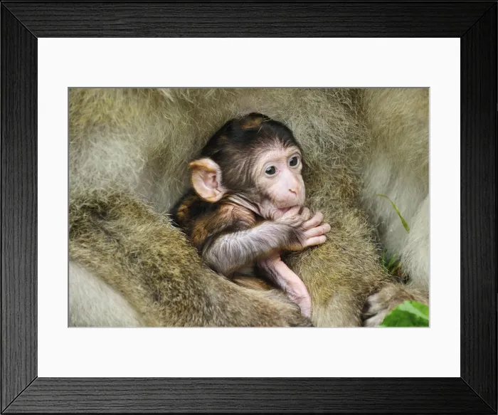 Framed Print : Picture No. 10909462 Framed Print : Picture No. 10909462