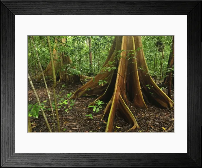 Framed Print : Picture No. 10909319 Framed Print : Picture No. 10909319