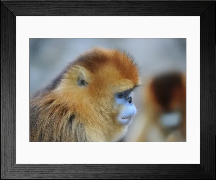 Framed Print : Picture No. 10909585