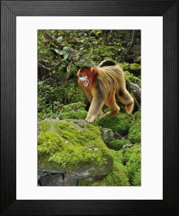Framed Print : Picture No. 10909538 Framed Print : Picture No. 10909538