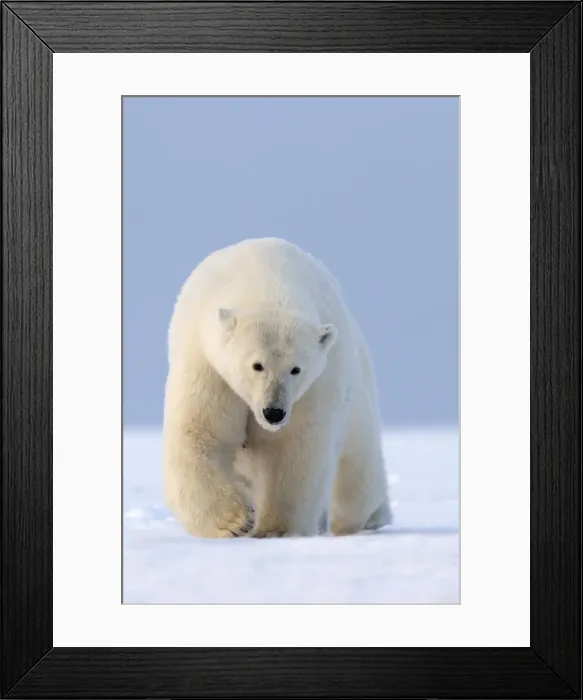 Framed Print : Picture No. 10901618