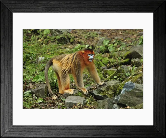 Framed Print : Picture No. 10909534 Framed Print : Picture No. 10909534