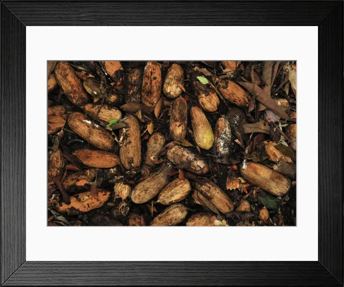 Framed Print : Picture No. 10909308 Framed Print : Picture No. 10909308