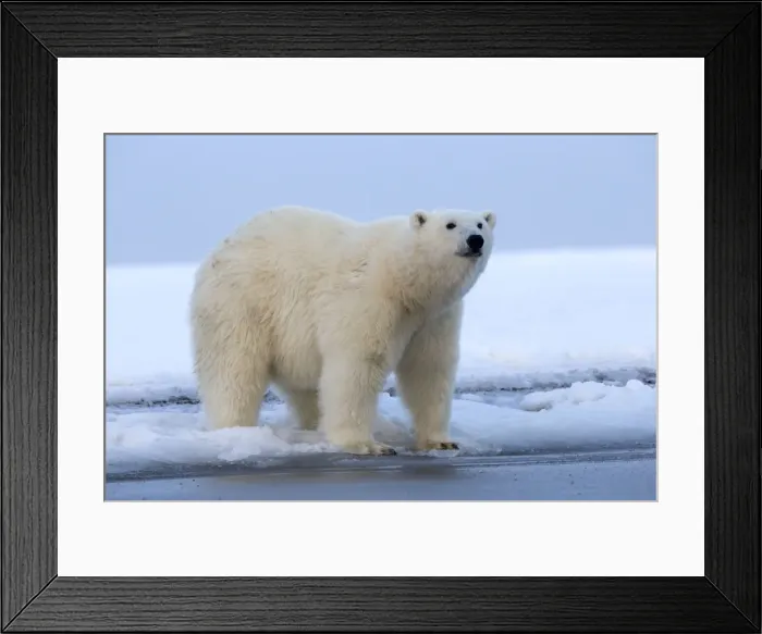 Framed Print : Picture No. 10901612 Framed Print : Picture No. 10901612