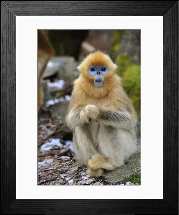 Framed Print : Picture No. 10909591 Framed Print : Picture No. 10909591