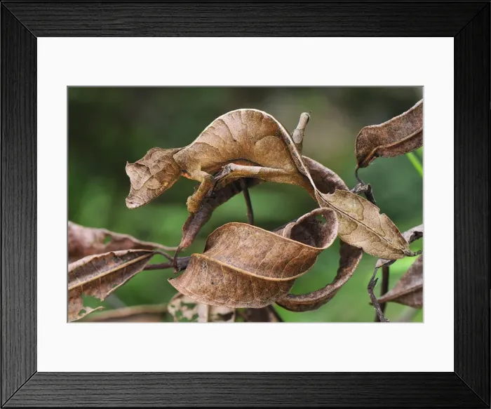 Framed Print : Picture No. 10909298 Framed Print : Picture No. 10909298