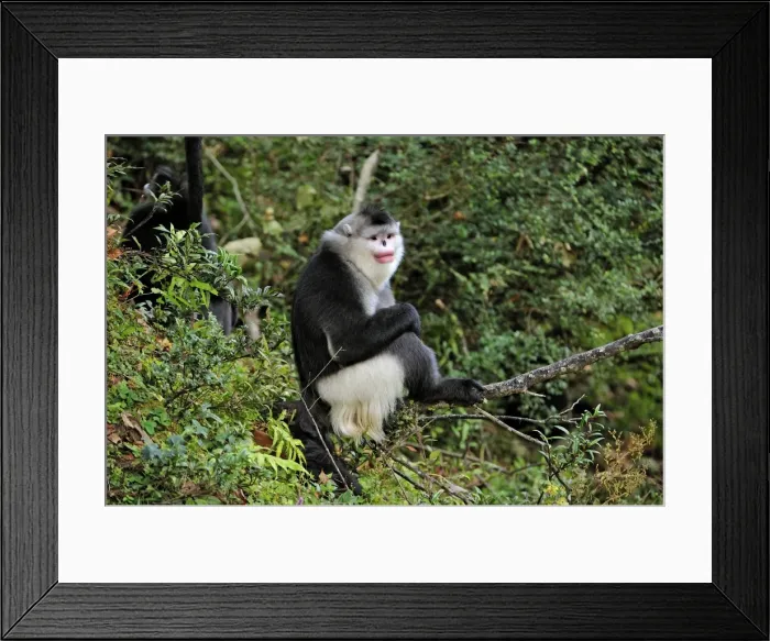 Framed Print : Picture No. 10909542 Framed Print : Picture No. 10909542