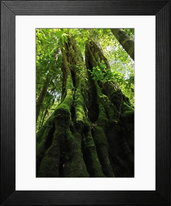 Framed Print : Picture No. 10909305