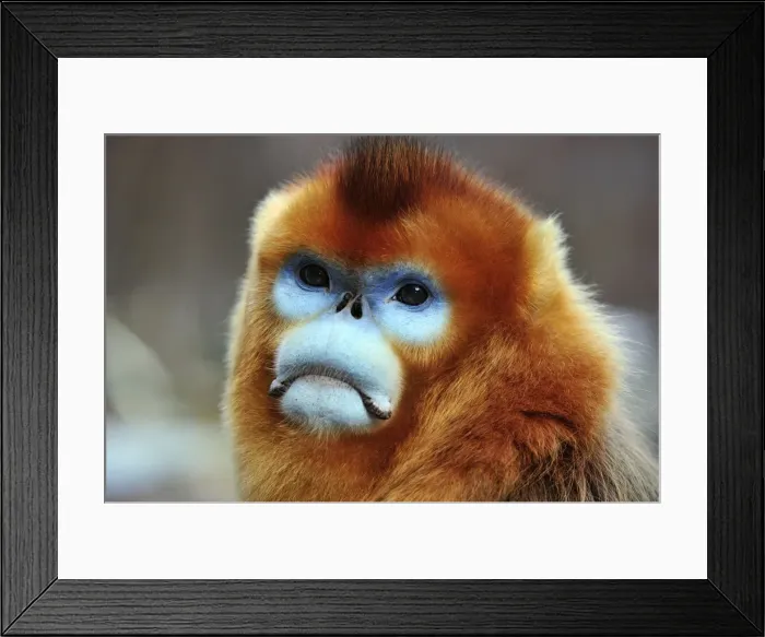 Framed Print : Picture No. 10909587 Framed Print : Picture No. 10909587