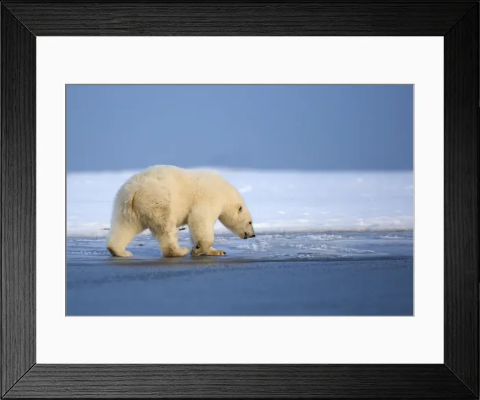 Framed Print : Picture No. 10901619 Framed Print : Picture No. 10901619