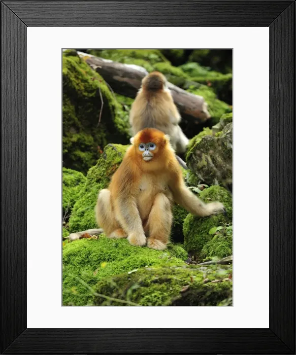 Framed Print : Picture No. 10909525 Framed Print : Picture No. 10909525