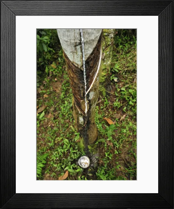 Framed Print : Picture No. 10909336 Framed Print : Picture No. 10909336
