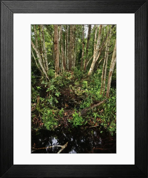 Framed Print : Picture No. 10909303 Framed Print : Picture No. 10909303