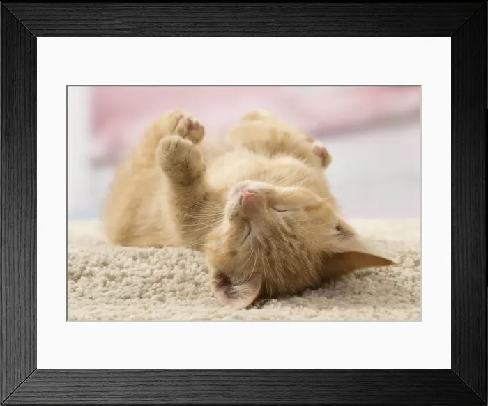 Framed Print : Picture No. 10901607