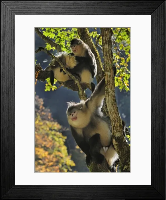 Framed Print : Picture No. 10909561 Framed Print : Picture No. 10909561