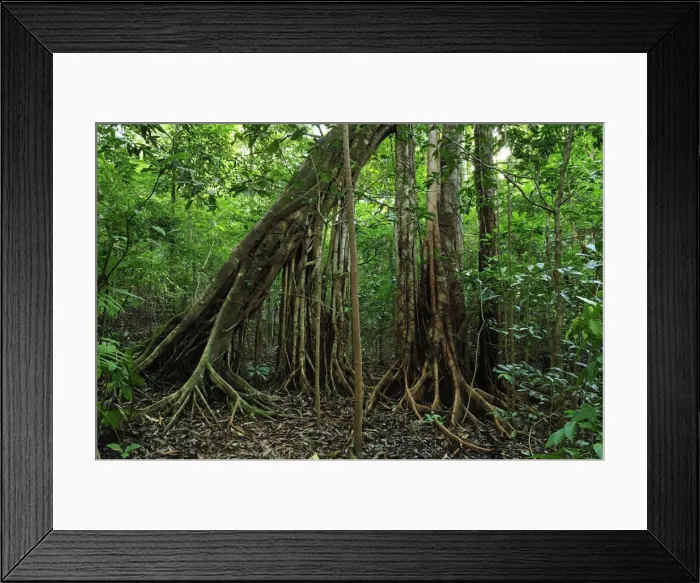 Framed Print : Picture No. 10909321 Framed Print : Picture No. 10909321