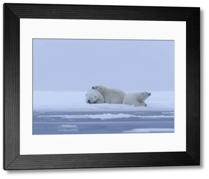 Framed Print : Picture No. 10901610 Framed Print : Picture No. 10901610
