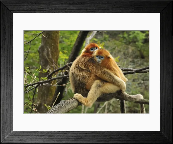 Framed Print : Picture No. 10909517 Framed Print : Picture No. 10909517