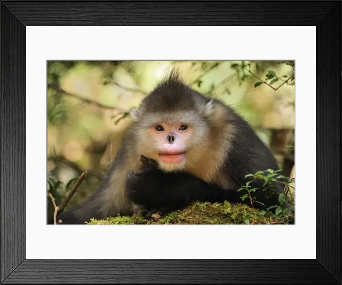 Framed Print : Picture No. 10909550 Framed Print : Picture No. 10909550