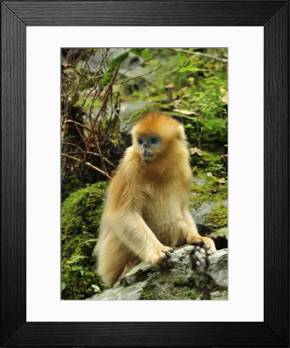Framed Print : Picture No. 10909522 Framed Print : Picture No. 10909522